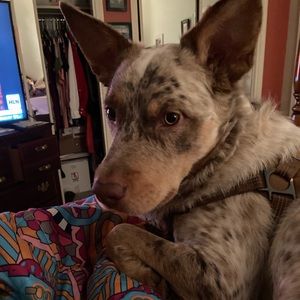 Meet your Posher, Bella